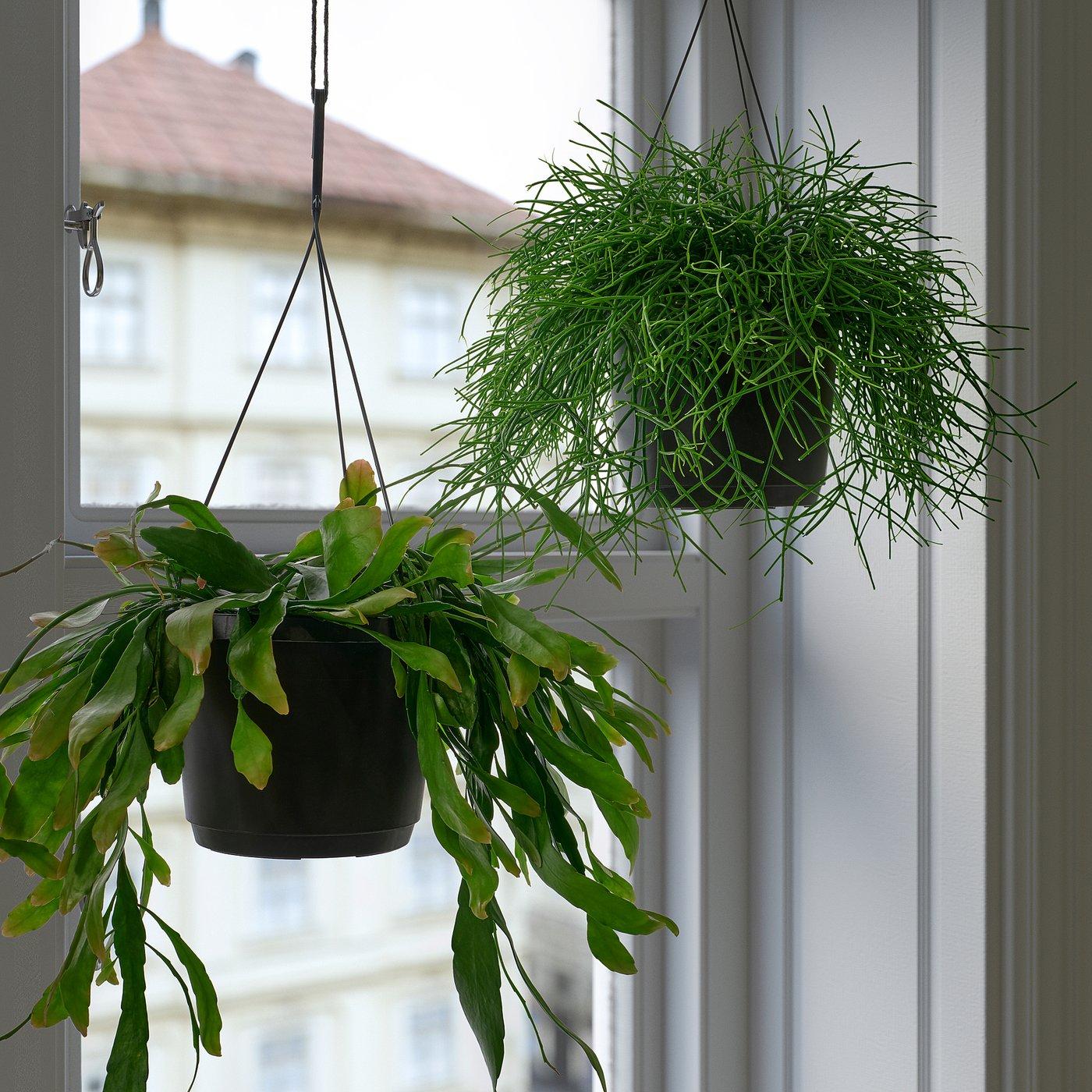 Rhipsalis, Assorted - View 35 from www redcrocus com