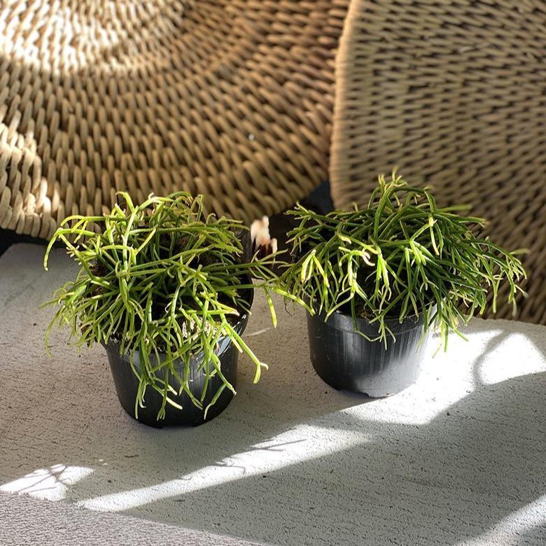 Rhipsalis, Assorted - View 36 from www redcrocus com