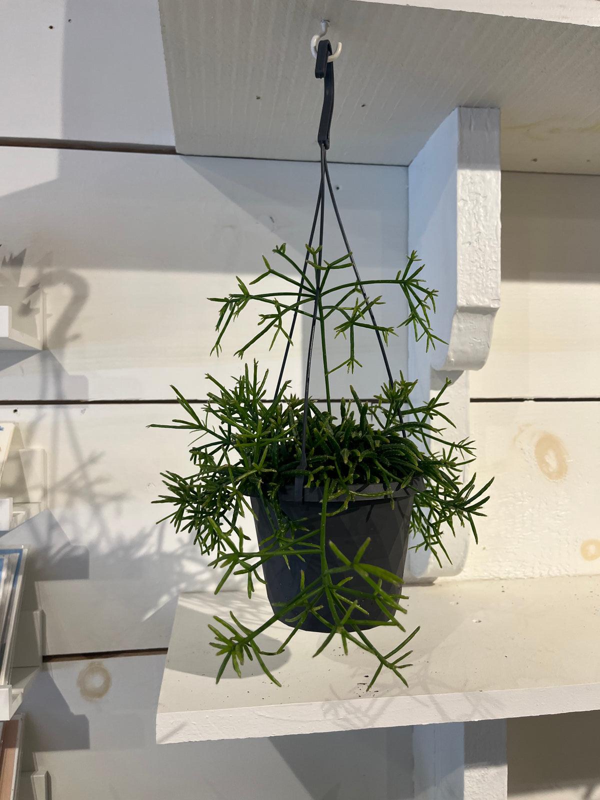 Rhipsalis, Assorted - View 7 from www redcrocus com