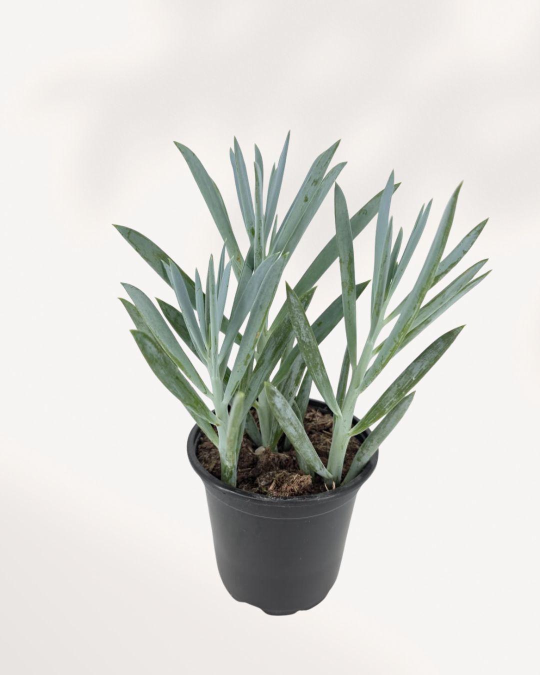 Senecio Ficoides 'blues' - View 10 from www redcrocus com