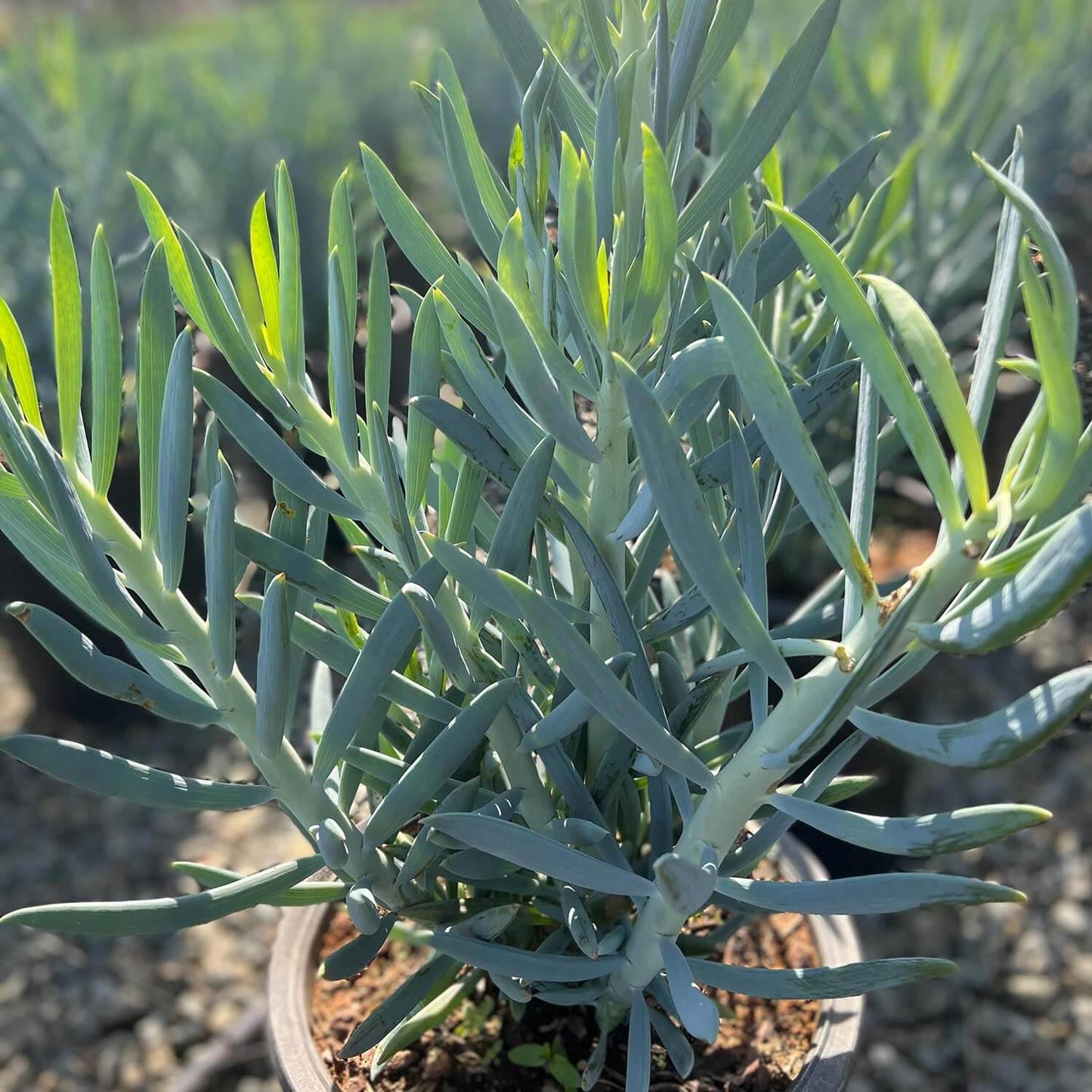 Senecio Ficoides 'blues' - View 11 from www redcrocus com