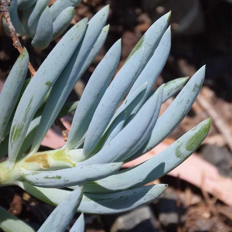 Senecio Ficoides 'blues' - View 13 from www redcrocus com
