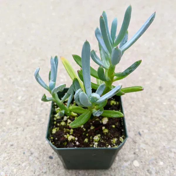 Senecio Ficoides 'blues' - View 14 from www redcrocus com