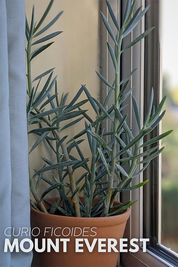 Senecio Ficoides 'blues' - View 15 from www redcrocus com