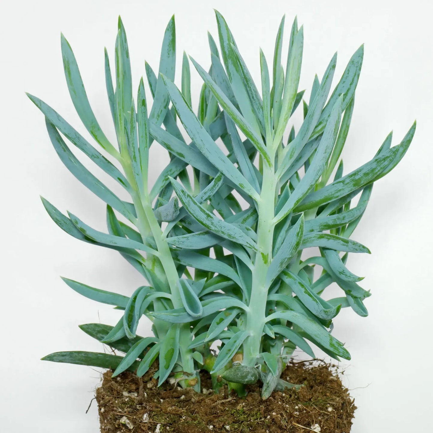 Senecio Ficoides 'blues' - View 16 from www redcrocus com
