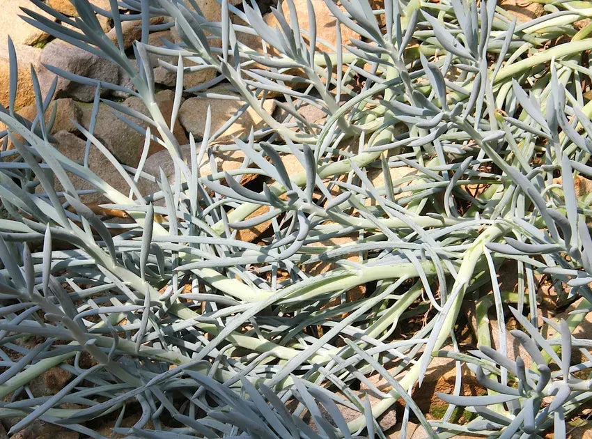 Senecio Ficoides 'blues' - View 18 from www redcrocus com