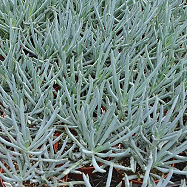 Senecio Ficoides 'blues' - View 1 from www redcrocus com