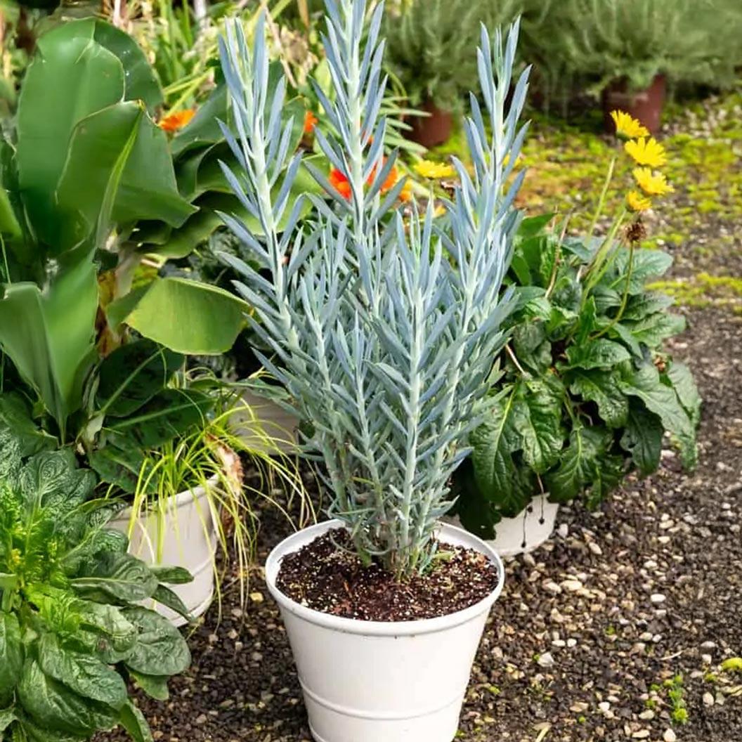 Senecio Ficoides 'blues' - View 20 from www redcrocus com