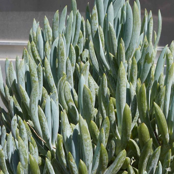 Senecio Ficoides 'blues' - View 25 from www redcrocus com
