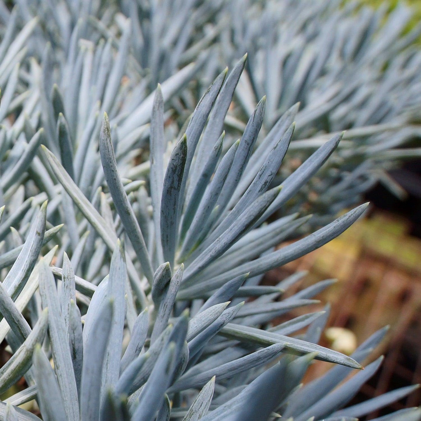 Senecio Ficoides 'blues' - View 2 from www redcrocus com