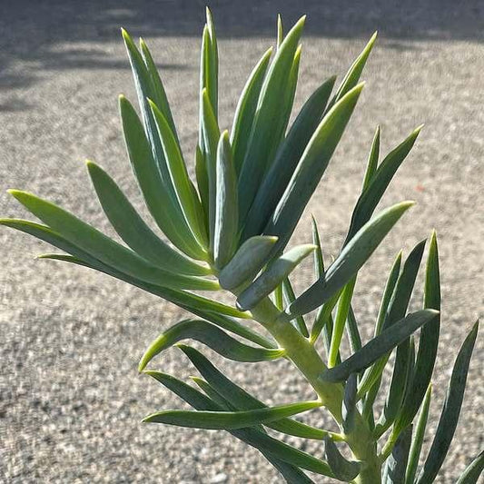 Senecio Ficoides 'blues' - View 4 from www redcrocus com
