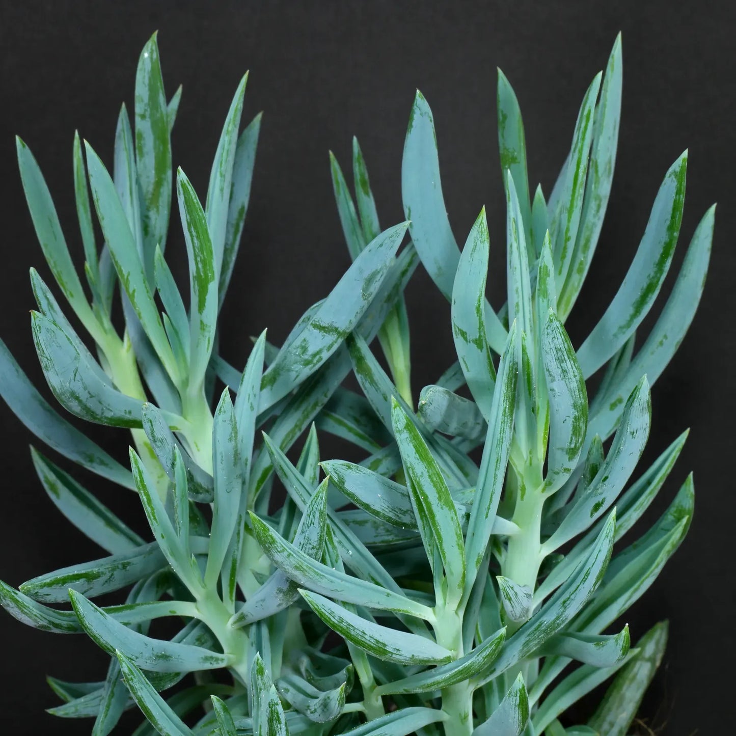 Senecio Ficoides 'blues' - View 5 from www redcrocus com