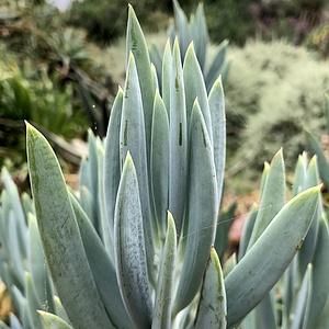 Senecio Ficoides 'blues' - View 6 from www redcrocus com