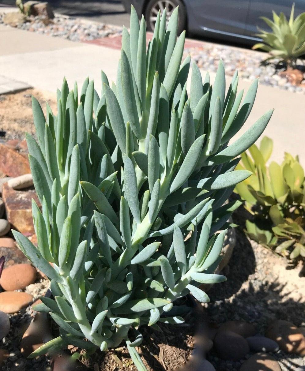 Senecio Ficoides 'blues' - View 7 from www redcrocus com