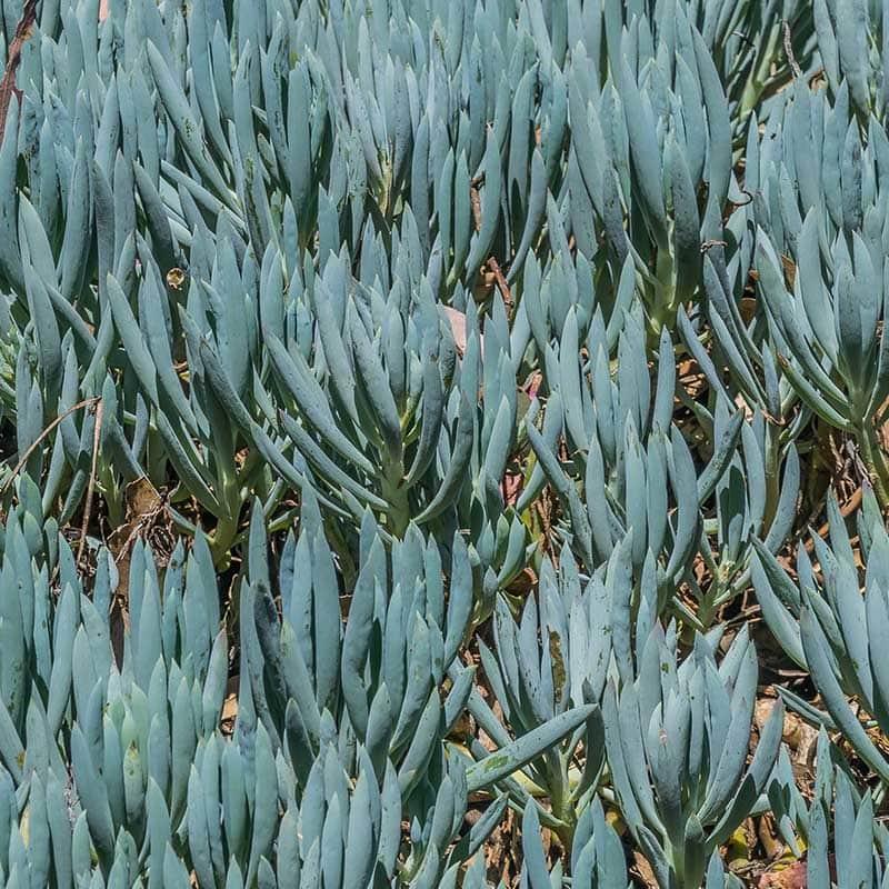 Senecio Ficoides 'blues' - View 8 from www redcrocus com