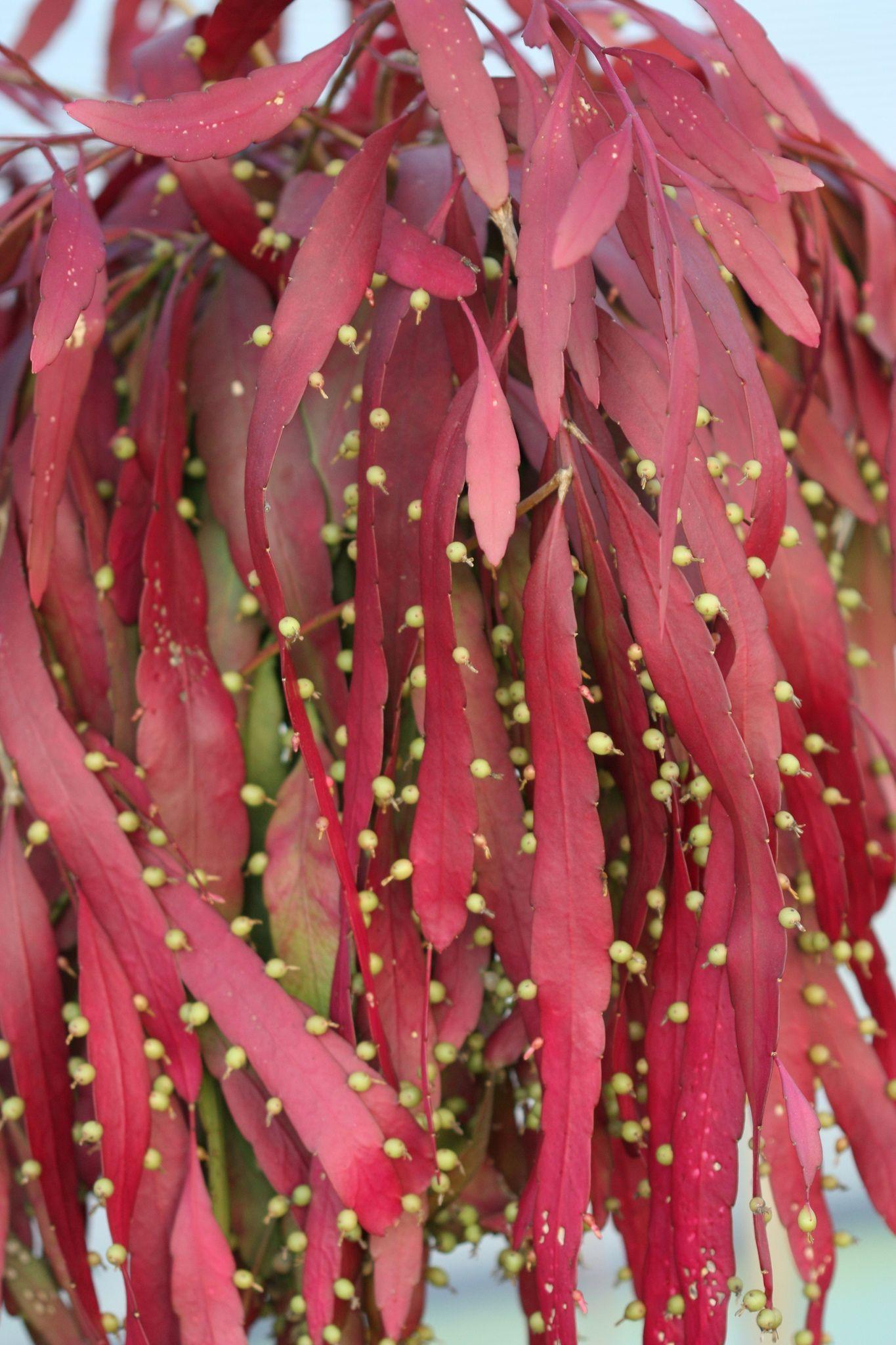 Pseudorhipsalis Ramulosa - View 14 from www redcrocus com