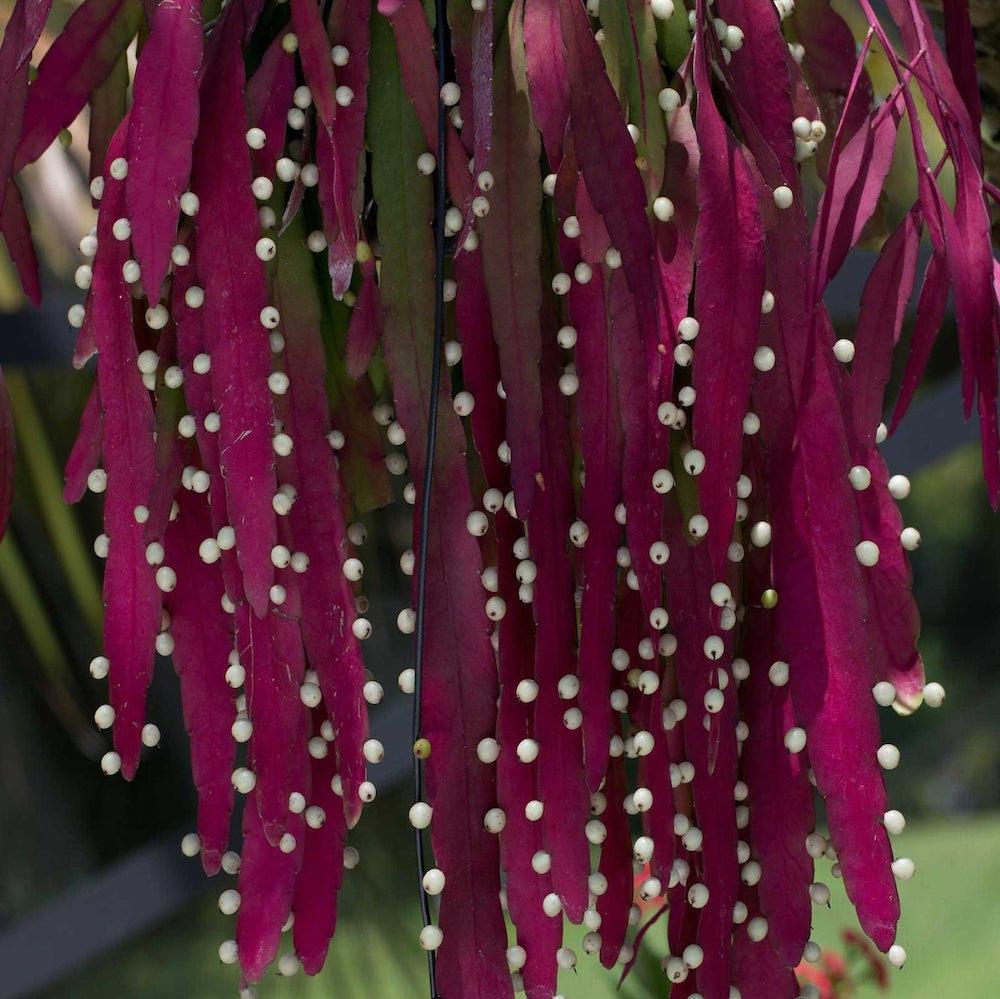 Pseudorhipsalis Ramulosa - View 16 from www redcrocus com
