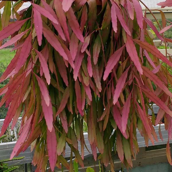 Pseudorhipsalis Ramulosa - View 17 from www redcrocus com