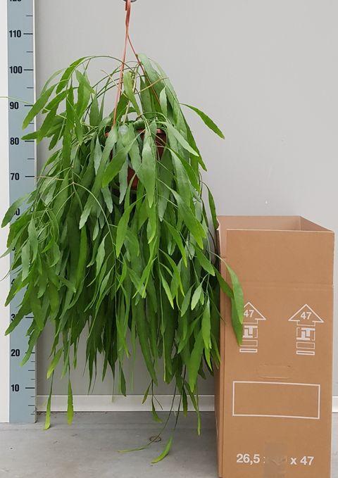 Pseudorhipsalis Ramulosa - View 19 from www redcrocus com