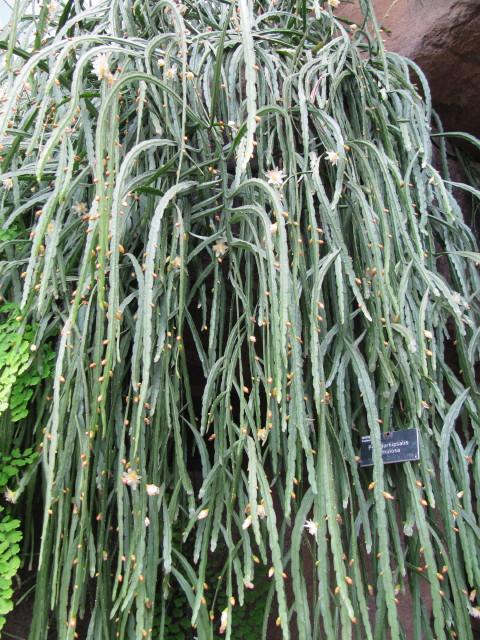 Pseudorhipsalis Ramulosa - View 21 from www redcrocus com