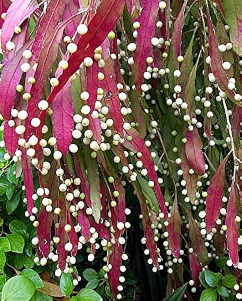 Pseudorhipsalis Ramulosa - View 22 from www redcrocus com