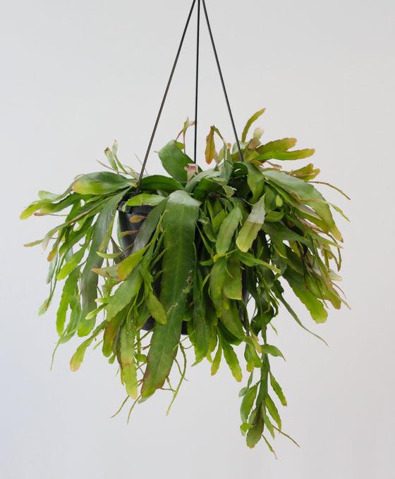 Pseudorhipsalis Ramulosa - View 23 from www redcrocus com