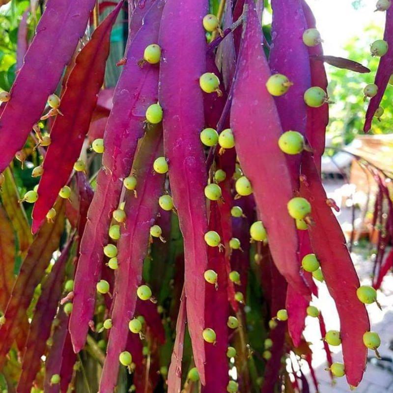 Pseudorhipsalis Ramulosa - View 24 from www redcrocus com
