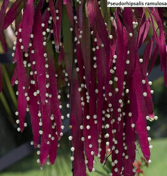 Pseudorhipsalis Ramulosa - View 25 from www redcrocus com