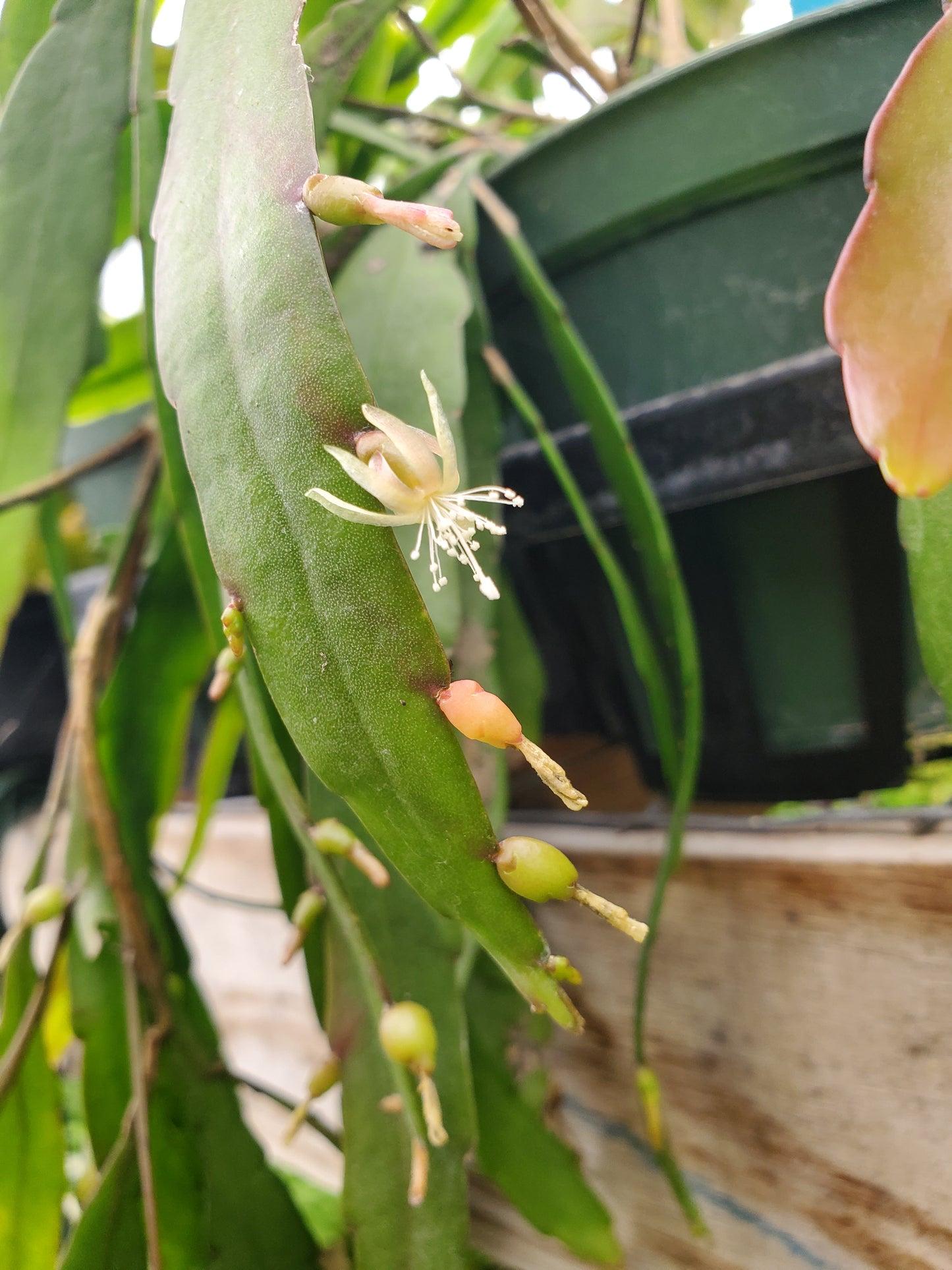Pseudorhipsalis Ramulosa - View 26 from www redcrocus com