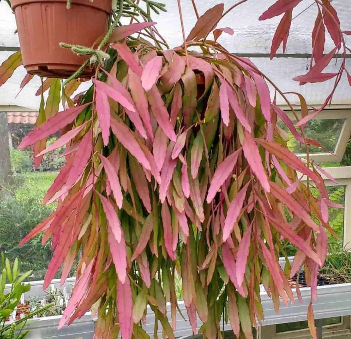 Pseudorhipsalis Ramulosa - View 2 from www redcrocus com