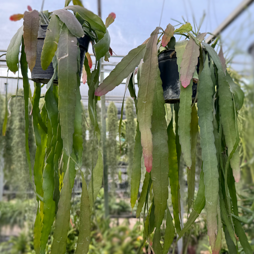 Pseudorhipsalis Ramulosa - View 3 from www redcrocus com