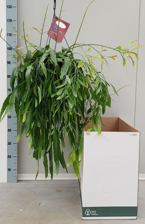 Pseudorhipsalis Ramulosa - View 6 from www redcrocus com