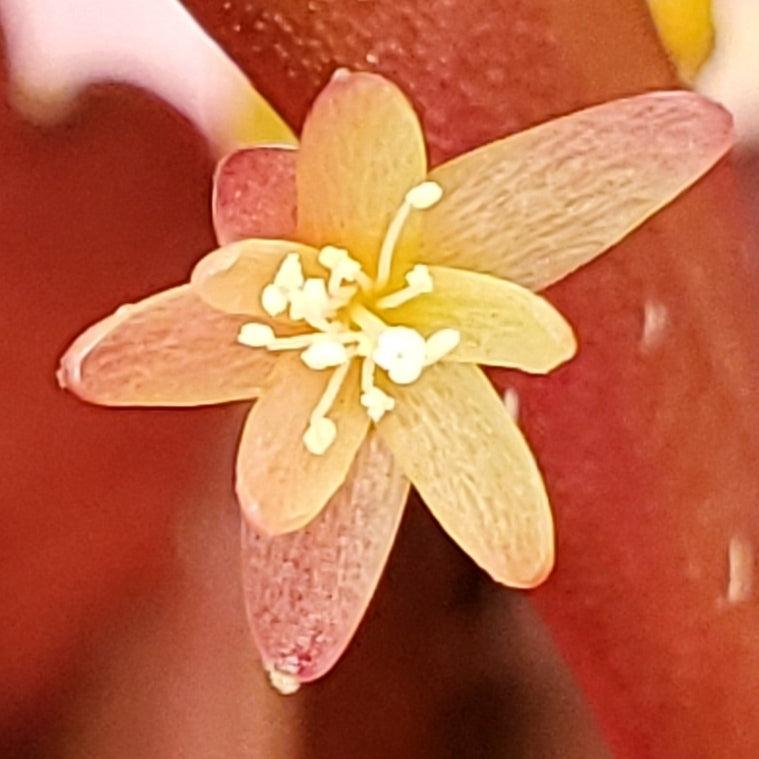 Pseudorhipsalis Ramulosa - View 8 from www redcrocus com