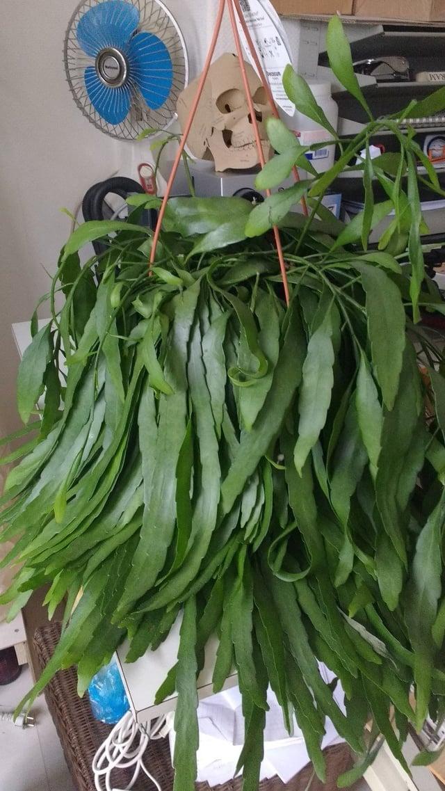 Pseudorhipsalis Ramulosa - View 9 from www redcrocus com