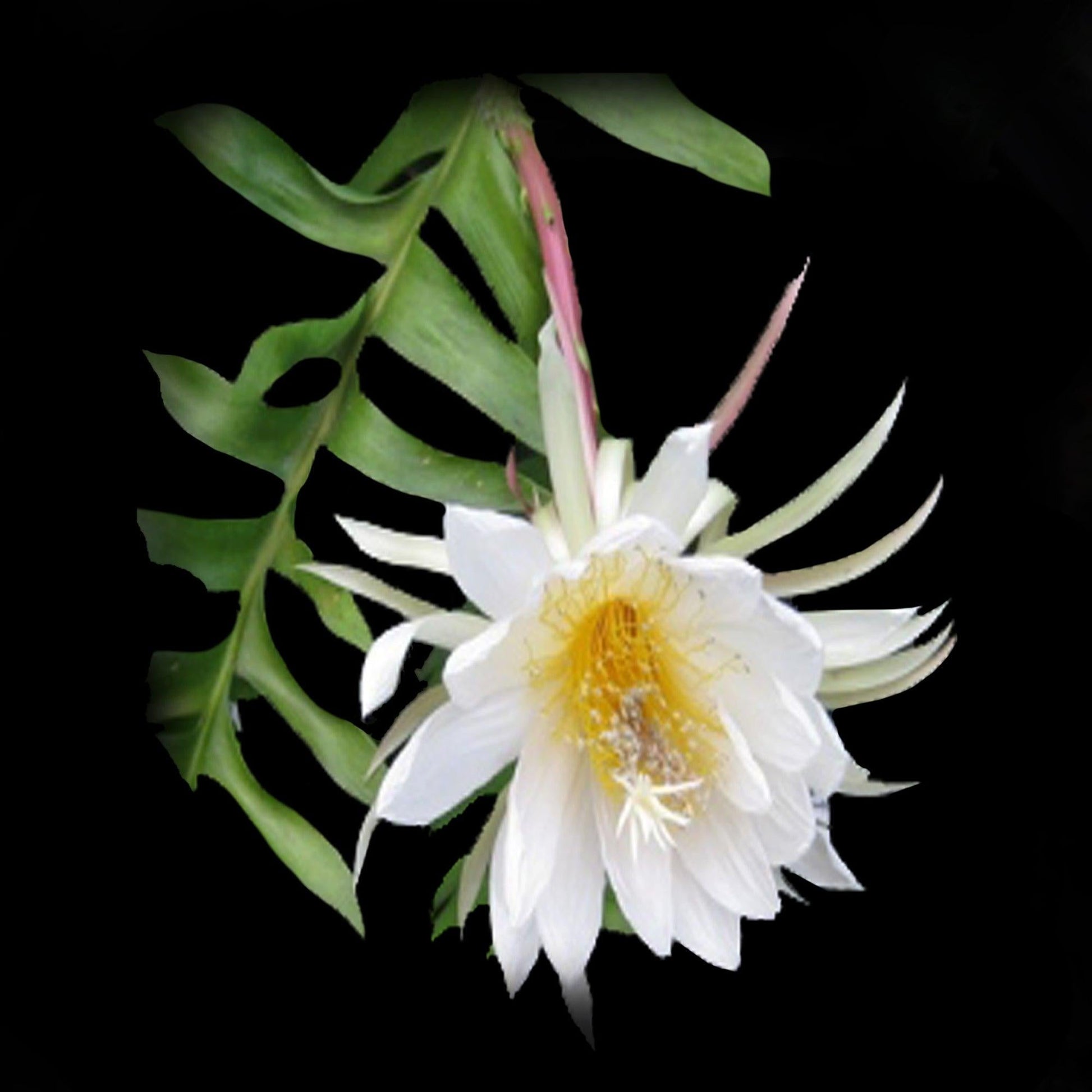 Selenicereus Chrysocardium - View 10 from www redcrocus com