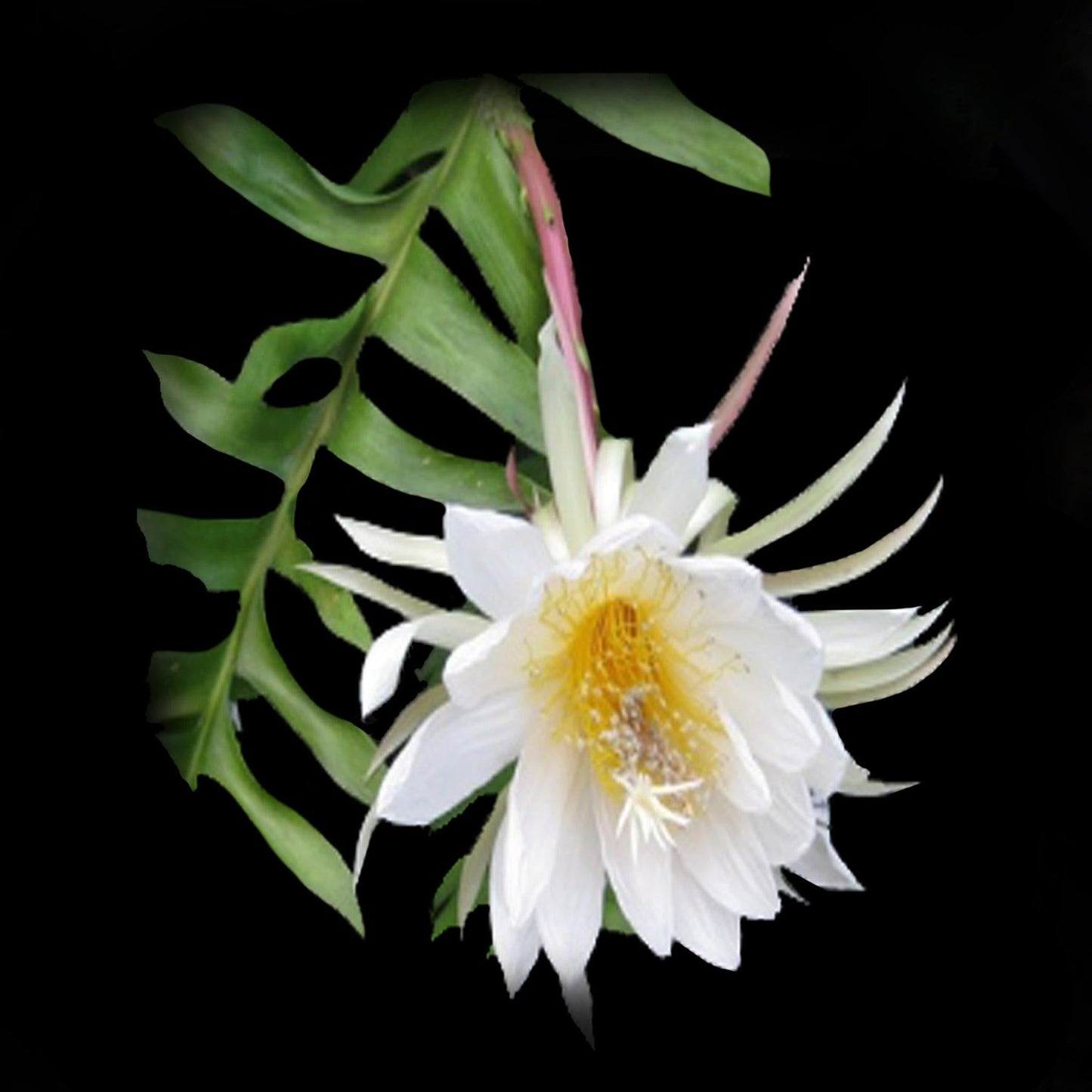 Selenicereus Chrysocardium - View 8 from www redcrocus com