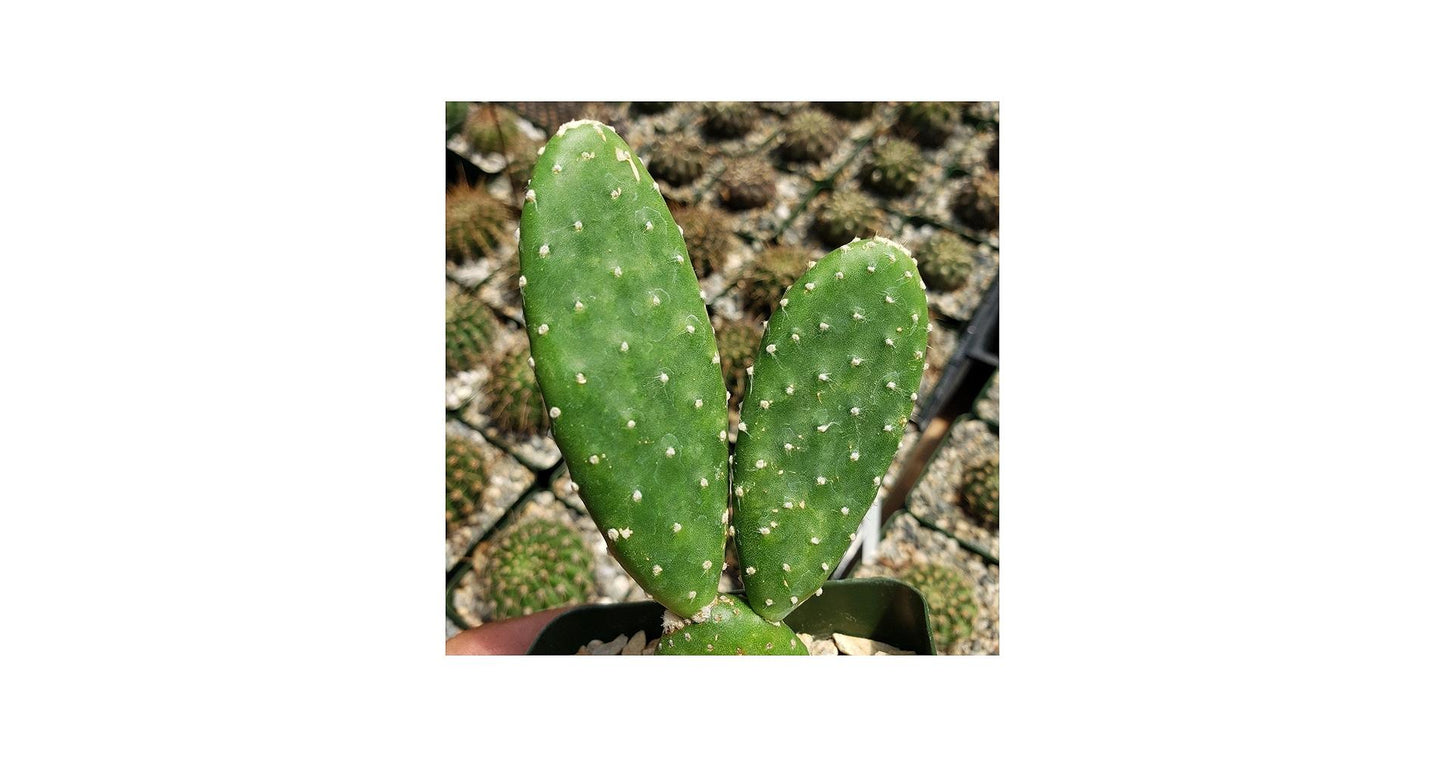 Cactus, Spineless, Assorted - View 10 from www redcrocus com