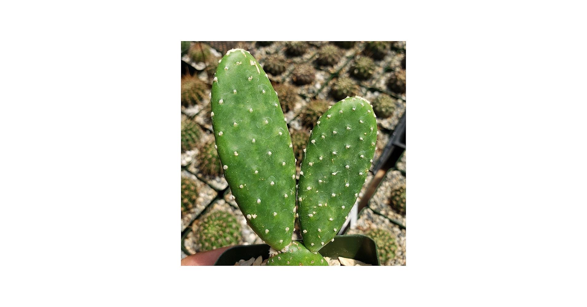 Cactus, Spineless, Assorted - View 10 from www redcrocus com