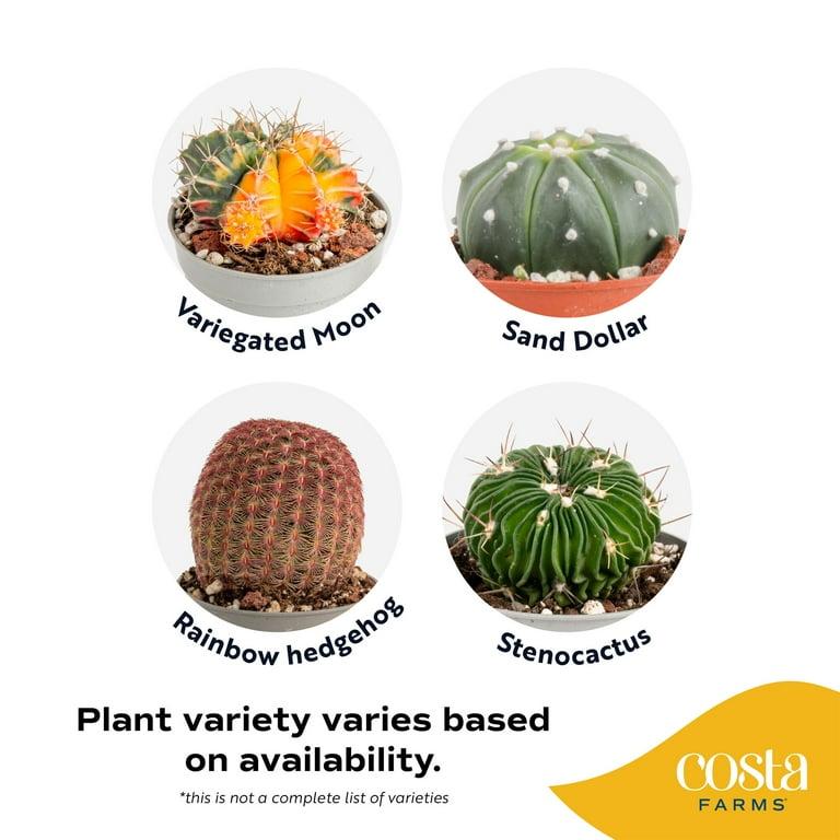 Cactus, Spineless, Assorted - View 17 from www redcrocus com