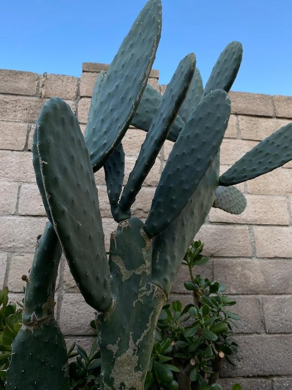 Cactus, Spineless, Assorted - View 19 from www redcrocus com