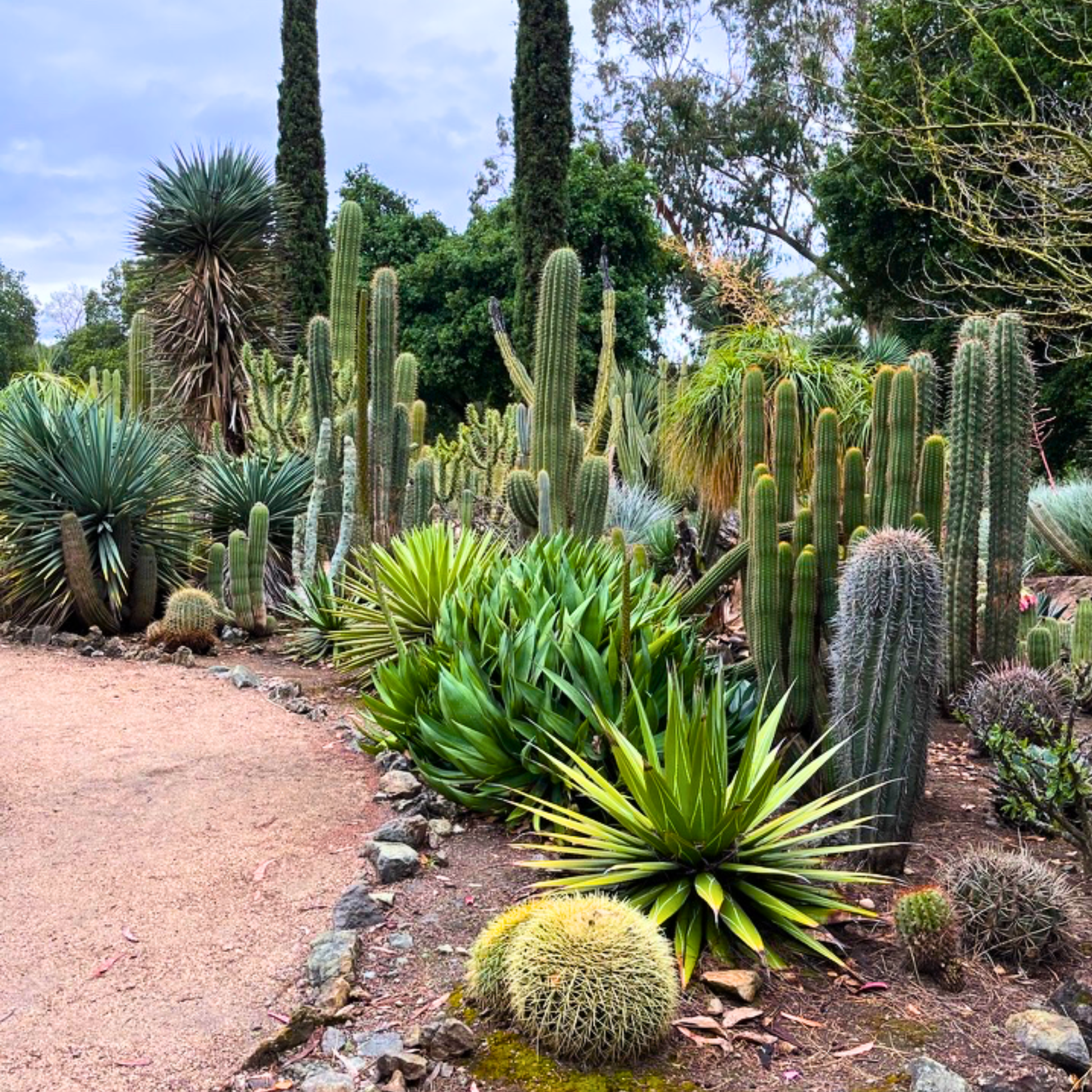 Cactus, Spineless, Assorted - View 20 from www redcrocus com