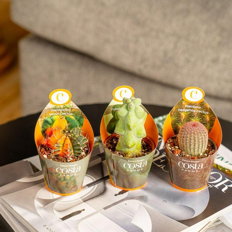 Cactus, Spineless, Assorted - View 25 from www redcrocus com