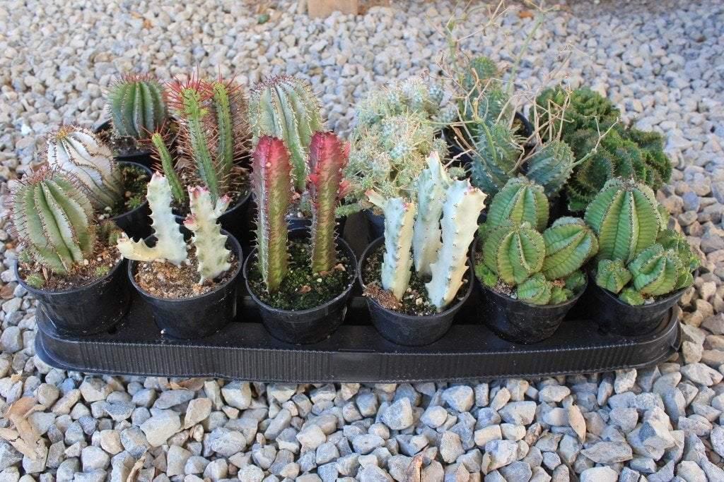 Cactus, Spineless, Assorted - View 4 from www redcrocus com