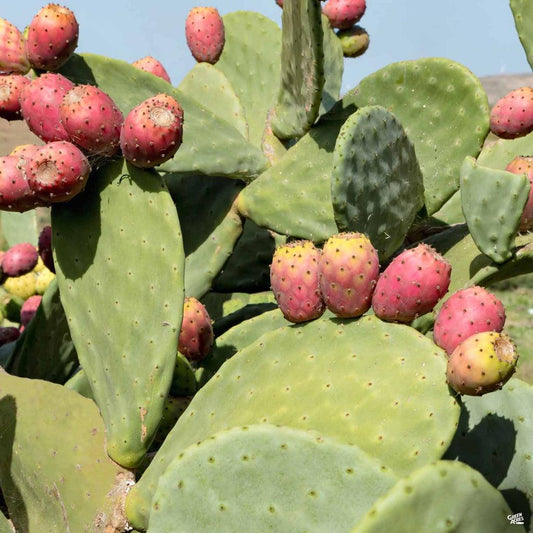 Cactus, Spineless, Assorted - View 9 from www redcrocus com