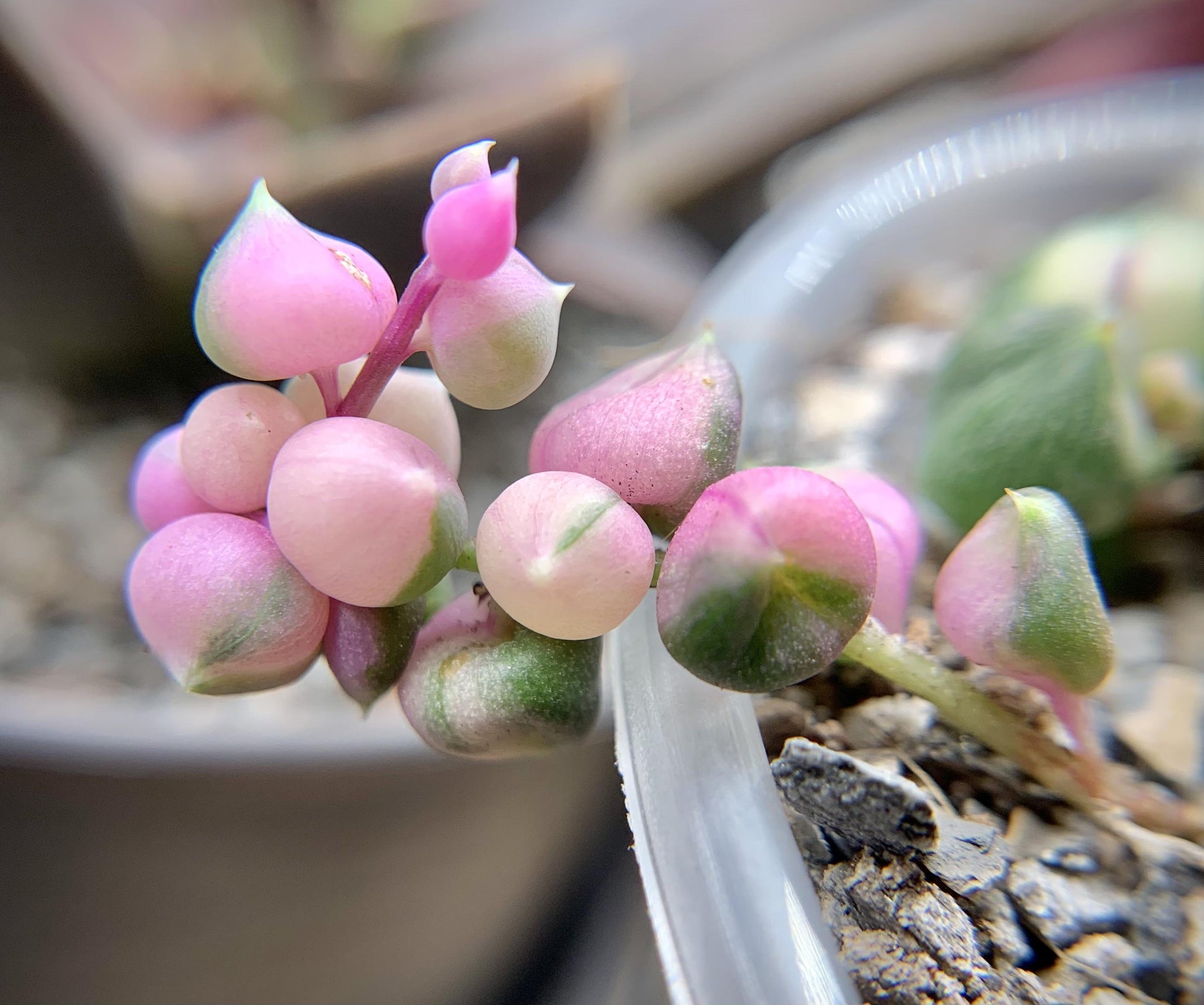 Succulent, 'string Of Pearls' Variegated - View 10 from www redcrocus com