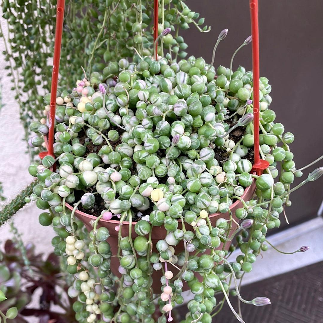 Succulent, 'string Of Pearls' Variegated - View 11 from www redcrocus com