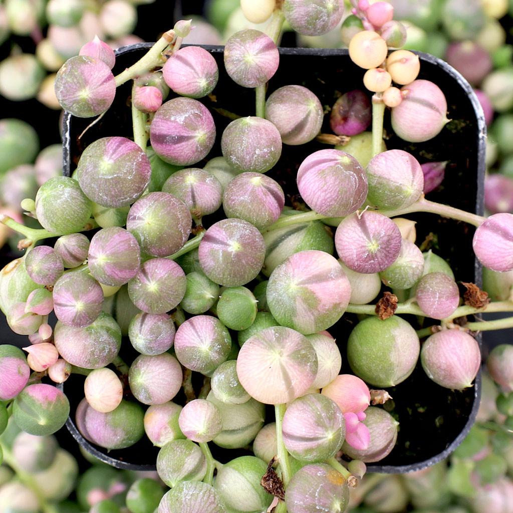 Succulent, 'string Of Pearls' Variegated - View 12 from www redcrocus com