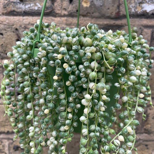 Succulent, 'string Of Pearls' Variegated - View 14 from www redcrocus com