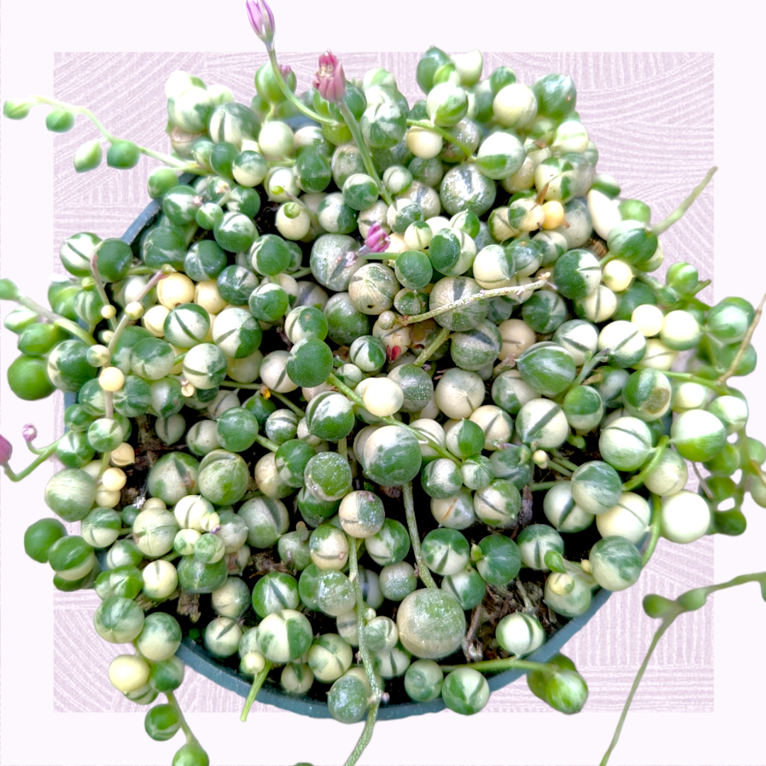Succulent, 'string Of Pearls' Variegated - View 15 from www redcrocus com