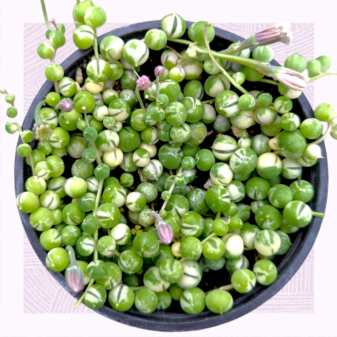 Succulent, 'string Of Pearls' Variegated - View 20 from www redcrocus com